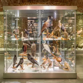 Vstup zdarma do muzeí zdvojnásobil počet návštěvníků. Největší nárůst byl v opavském Slezském zemském muzeu