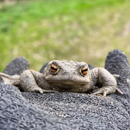 Konec masakru migrujících žab. Přes silnici je u Šternberka přenášejí dobrovolníci