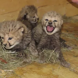 Olomoucká zoo má po dvanácti letech gepardí mláďata. Hned šesterčata