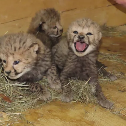 Olomoucká zoo má po dvanácti letech gepardí mláďata. Hned šesterčata