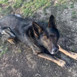 Policie nabídla svého služebního psa za pár stovek. Lidé jsou v šoku