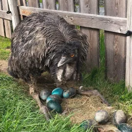 Nehoráznost v minizoo na Opavsku! Návštěvníci si odnášeli vejce emu jako suvenýr
