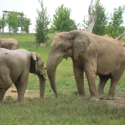 Slon Jack ve zlínské zoo nejspíš nezůstane, o jeho osudu rozhodne komise odborníků
