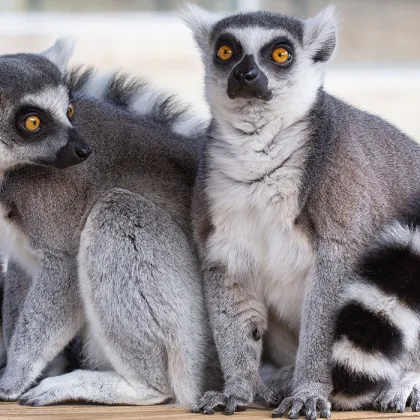 Z ostravské zoo utekl lemur. Nechytejte ho, je nebezpečný, varují