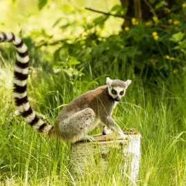 Ostravská zoo odchytila uprchlého lemura kata, krmil se třešněmi