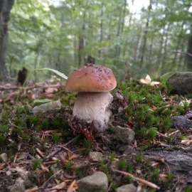 Předpověď na září: Vedra končí. Houbaři letos ostrouhají