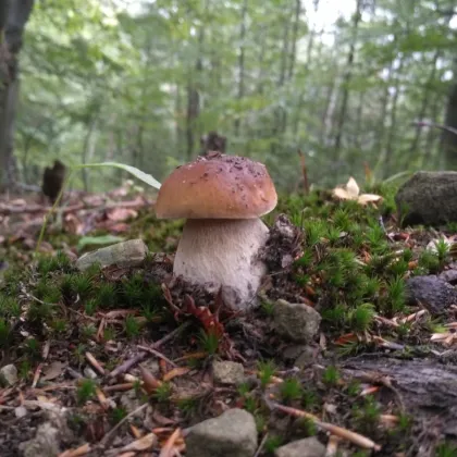 Předpověď na září: Vedra končí. Houbaři letos ostrouhají
