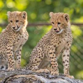 Olomoucká zoo využila umělou inteligenci pro nové hlasové průvodce