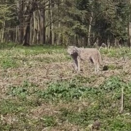 VLCI NA HLUČÍNSKU? U Šilheřovic jednoho natočili