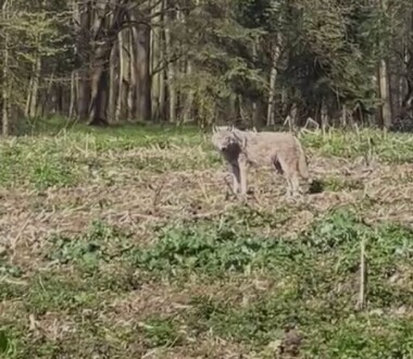 VLCI NA HLUČÍNSKU? U Šilheřovic jednoho natočili