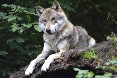 Šelmy v Beskydech! Ochránci přírody hlásí v horách na Ostravsku vlky a rysy!