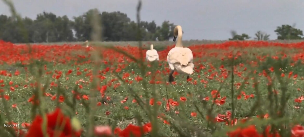 Labutě na Slovensku se zfetovaly opiem! Některé čeká odvykací kůra!