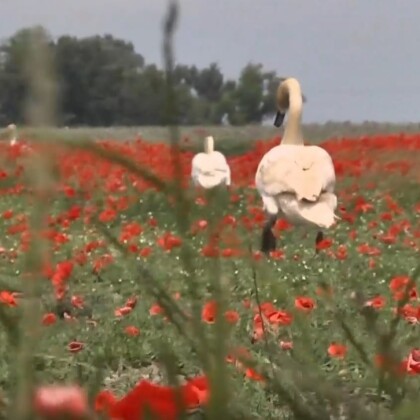 Labutě na Slovensku se zfetovaly opiem! Některé čeká odvykací kůra!