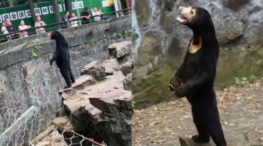 Je to opravdu medvěd? Zoo přesvědčovala návštěvníky, že zvířata nejsou zaměstnanci v kostýmu!