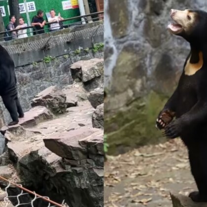 Je to opravdu medvěd? Zoo přesvědčovala návštěvníky, že zvířata nejsou zaměstnanci v kostýmu!