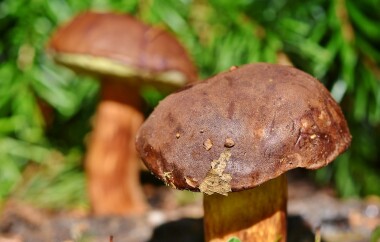Rostou! Deštivý víkend potěší houbaře!