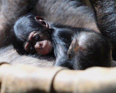 V ostravské zoo se narodilo mládě šimpanze hornoguinejského