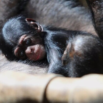 V ostravské zoo se narodilo mládě šimpanze hornoguinejského