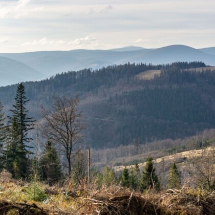 Nebezpečí v Beskydech! Horská služba varuje před popadanými stromy!