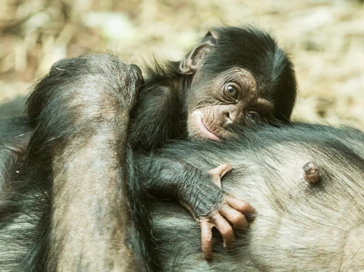 V ostravské zoo se narodilo mládě kriticky ohroženého šimpanze