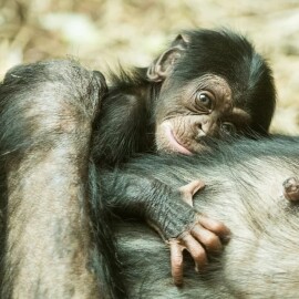 V ostravské zoo se narodilo mládě kriticky ohroženého šimpanze