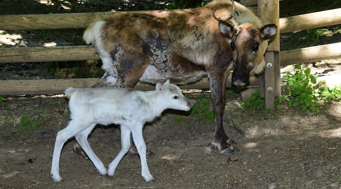 Nová mláďata v zoo! V Olomouci se narodilo 8 mláďat sobů!