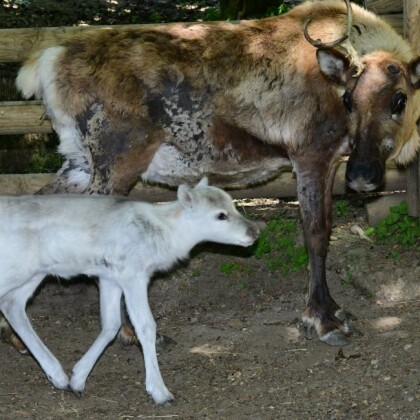 Nová mláďata v zoo! V Olomouci se narodilo 8 mláďat sobů!