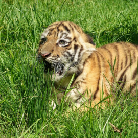 Malý tygřík ve Zlínské zoo se má čile k světu!