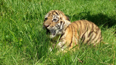 Malý tygřík ve Zlínské zoo se má čile k světu!