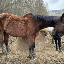 Kauza týraných koní na Šumpersku: Policie má jednoho obviněného!