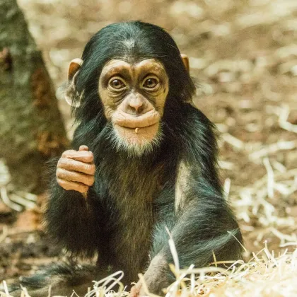 Zoo Ostrava má za sebou rekordní rok! Navštívilo ji vůbec nejvíc lidí v historii!