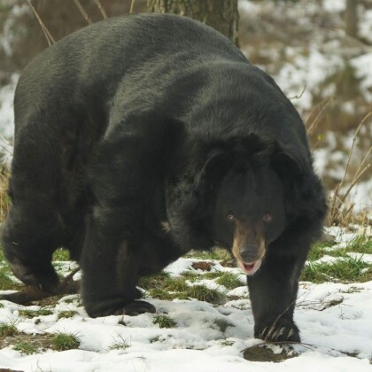 Medvěd Jirka z Konopiště už se rozkoukává v ostravské zoo!