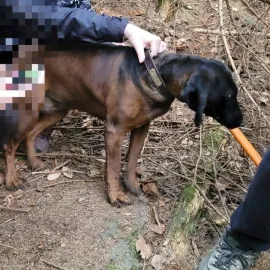 Jezevčí nora se stala pastí pro vystrašenou fenku. Pomohli až hasiči