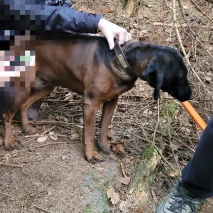Jezevčí nora se stala pastí pro vystrašenou fenku. Pomohli až hasiči