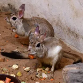 Zoo Olomouc představuje nočního skokana, který pod UV světlem září růžově