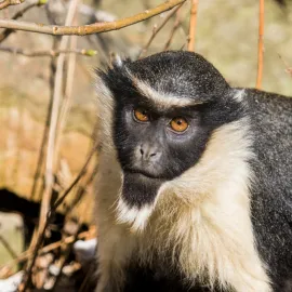 Ostravská zoo úspěšně rozmnožuje kočkodany Dianiny, letos má už tři mláďata