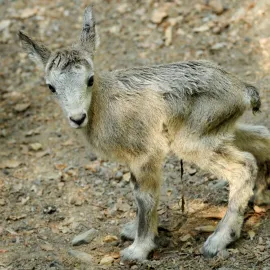 Zoo Olomouc má největší stádo na světě kozorožce kavkazského
