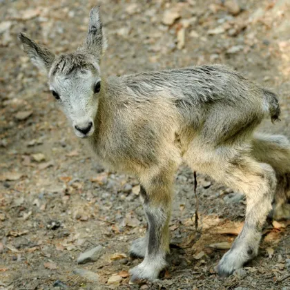 Zoo Olomouc má největší stádo na světě kozorožce kavkazského