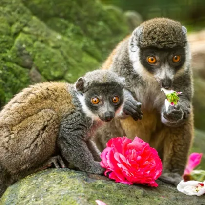V ostravské zoo se podařilo podobně jako loni odchovat další mládě lemura mongoze
