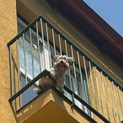 V Ostravě se zachraňoval pejsek z rozpáleného balkonu