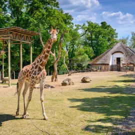 Zoo Zlín je podle hodnocení návštěvníků nejlepší zoo v ČR. Překonala i Prahu