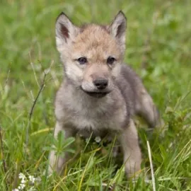 V Beskydech se našlo čtyřtýdenní vlčí mládě. Bylo vysílené a sotva chodilo