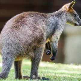 Majitelé z Huštěnovic žádají veřejnost o pomoc: Utekl nám klokan! Neviděli jste ho?