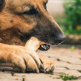 Novinka v zákonech: pes nesmí být držen na řetězu. Je to týrání!