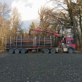 V Ostravě se chystá již třetí aukce dříví. Zájem veřejnosti je mimořádný