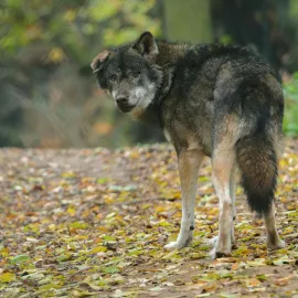 Zábřeh má vlka pár metrů od zahrad. Šelma lovila u domů, lidé ji viděli na vlastní oči