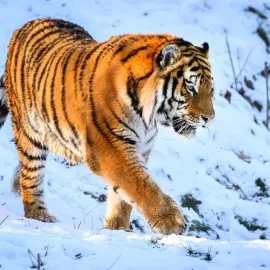 Oblíbený tygr Ozzy ze zlínské ZOO odcestoval do Portugalska. Čeká tam na něj nová partnerka